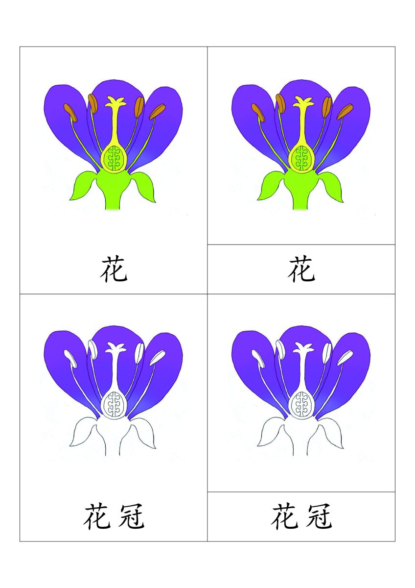 花的组成三段卡
