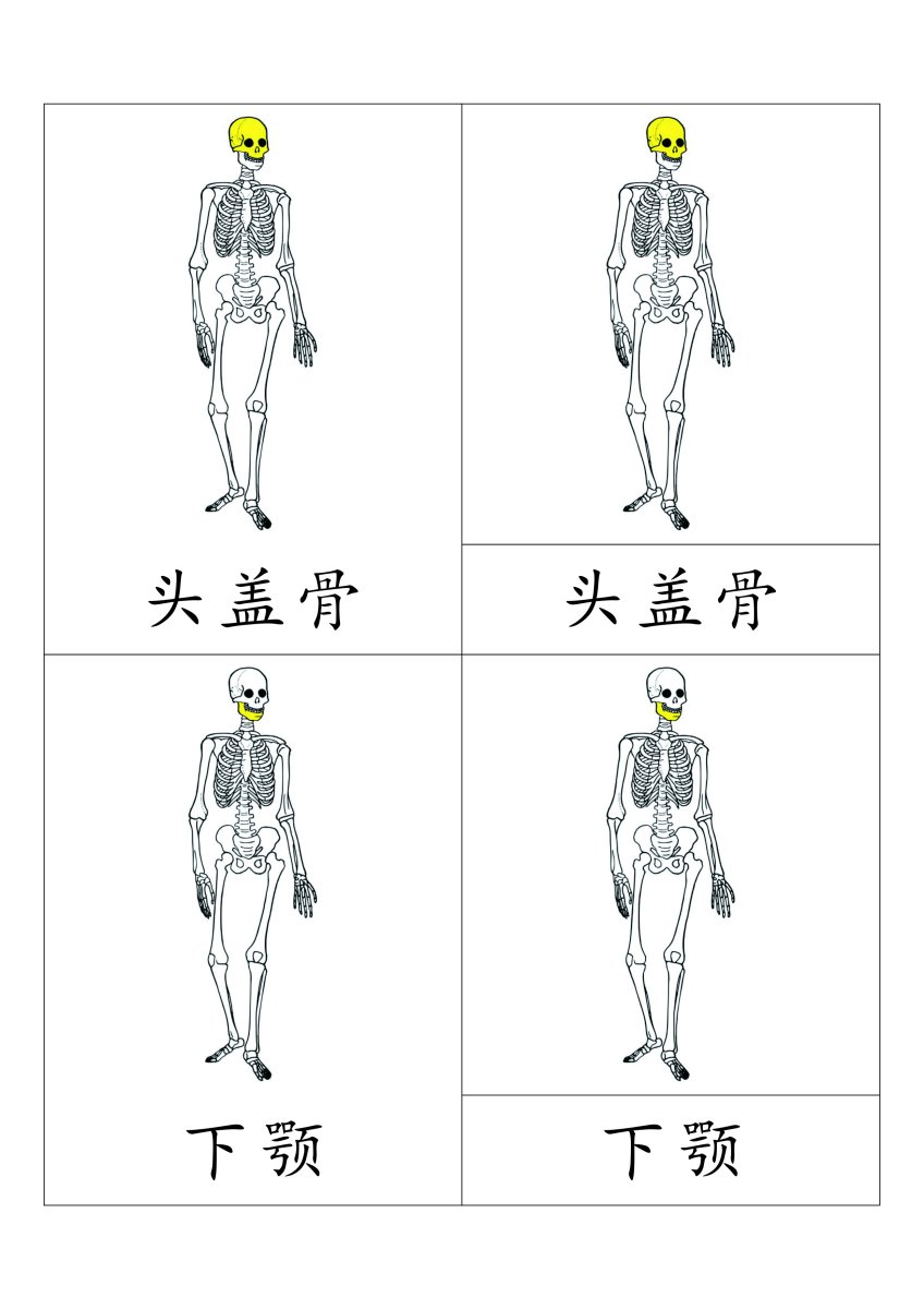 人体骨架三段卡