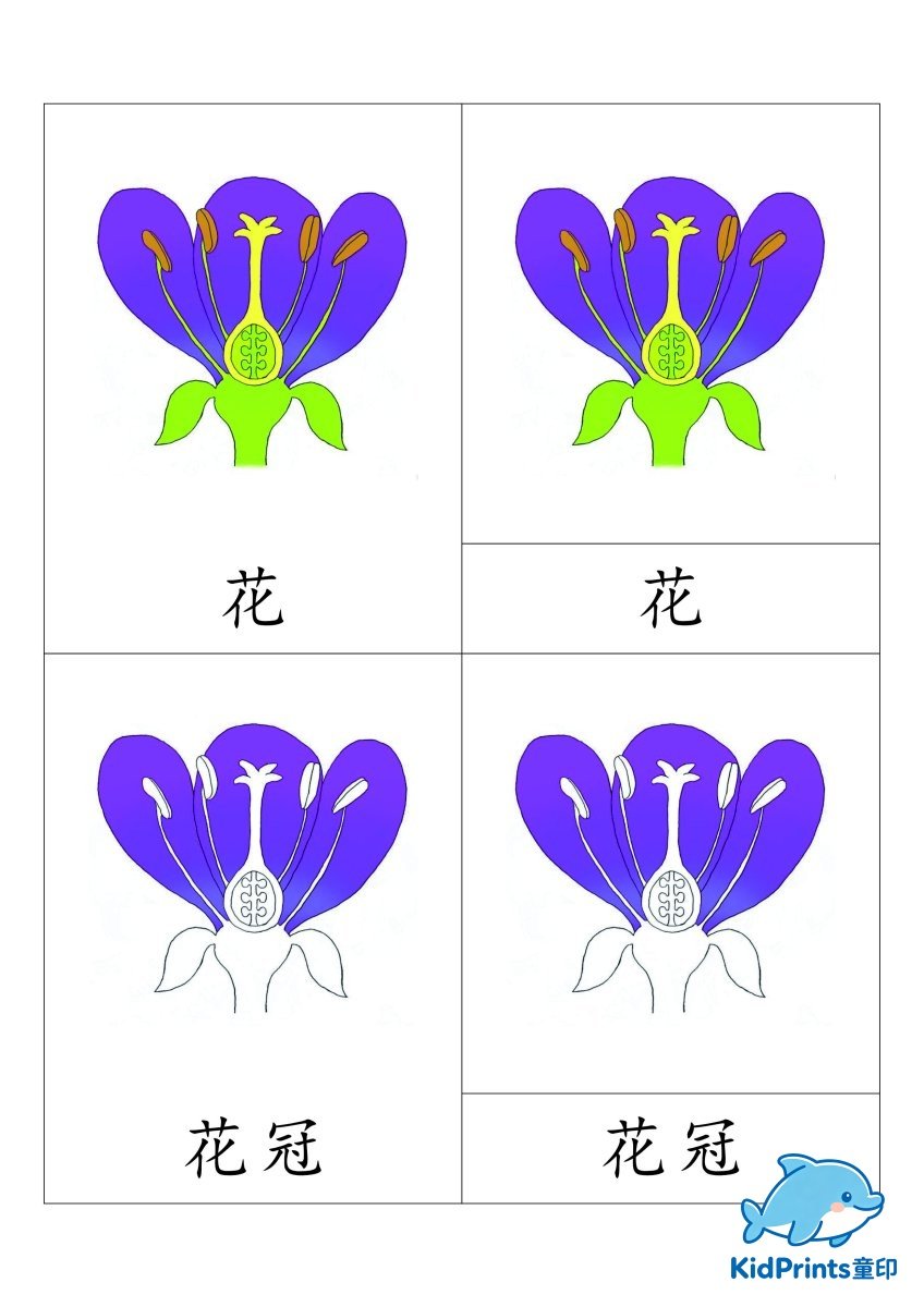 花的组成三段卡