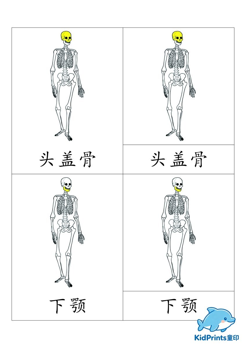 人体骨架三段卡